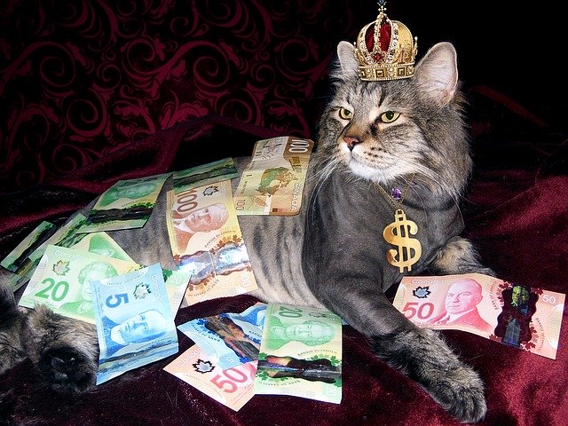 bohatá kočka
