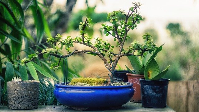 tvarování bonsaie