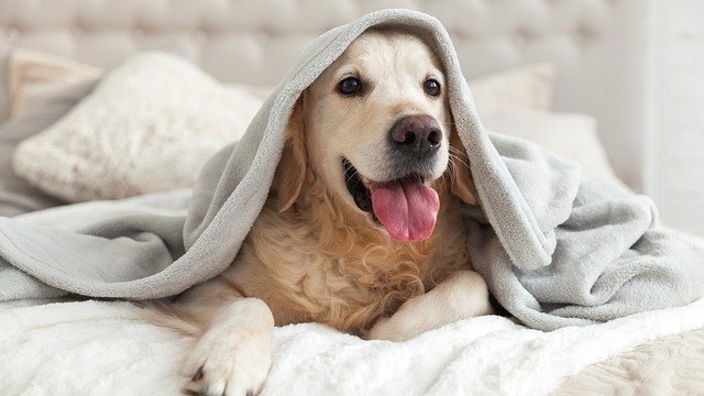 pes pod dekou