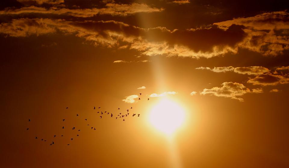 Slnko, vtáky